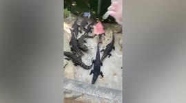 Locals feed hungry crocodiles at zoo 'abandoned' during pandemic