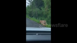 Terrifying moment wild tiger prowls around car as motorist drives along Chinese road