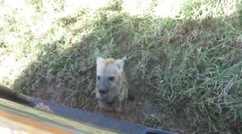 Curious baby hyena scares itself by jumping up against safari vehicle