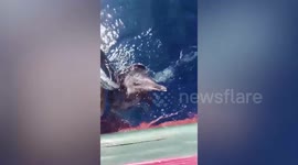 Fisherman rescues dolphin caught in tyre hanging from boat in the Philippines