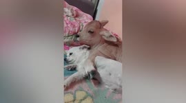 Adorable moment affectionate calf cuddles pet puppy