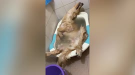 Pampered pet dog dozes off in tub while getting 'spa treatment'