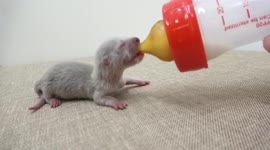 Cute video of otter giving birth to adorable babies at home in Japan