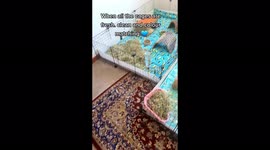 'I spend THOUSANDS on my GUINEA PIGS every year – they even have their own BEDROOM,' says TikToker, 26 Part 2