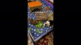 TikToker spends THOUSANDS on his pet guinea pigs who even have own bedroom