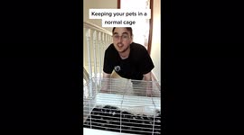 'I spend THOUSANDS on my GUINEA PIGS every year – they even have their own BEDROOM,' says TikToker, 26 Part 5