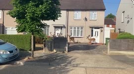 Herd of cheeky deer make themselves at home in suburban London neighbourhood