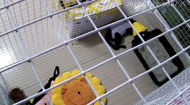 Cat's cage shakes during earthquake in northern Thailand