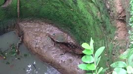 Deer rescued after falling down 25-foot-deep well while being chased by dogs