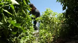 Palestinian farmers collect Chili pepper at a farm in Beit Lahia in the northern Gaza Strip.