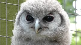 UK zoo visitors in a flap as adorable owl chick makes first public appearance