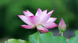 Twin Lotus Flowers On One Stalk In Chongqing, China