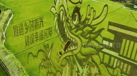 Giant dragon carved out of rice field in southern China