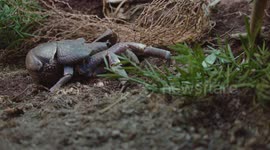 Meet the world's largest species of land crab that climb trees for coconuts