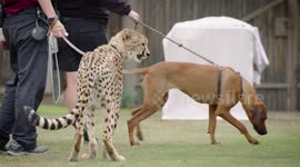 Everyone Needs a Little Help, Including This Cheetah Cub!