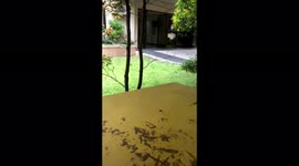 Two cute sweet kitten playing around