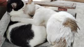 Cat Kissing His Friends Romantically
