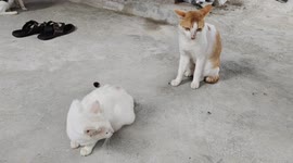 Male Cat Rejected By Female Cat For Making Love