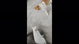 Male Cat Never Give Up to Have Love From the Female
