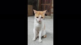 This The Face of Cat When He Wants to Make Love