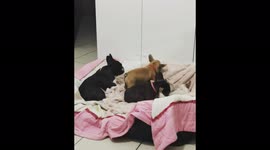 This are my available babies.
