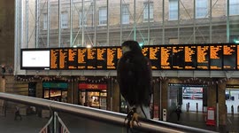 Harris Hawk from City Hawk London patrolling King's cross train station