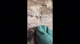 The toad that moves and climbs walls professional like spiders