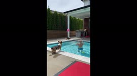 Playful Corgi bounces back ball on a sunny day in Washington