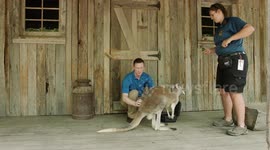 Even this kangaroo needs a chiropractor