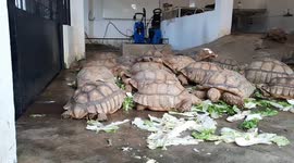 The sulcata tortoise are seen at a farm in Palembang, Indonesia. The sulcata tortoise (Geochelone sulcata), also known as the African spurred tortoise, is one of the largest tortoise species in the world