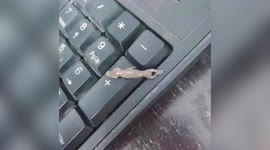 Chinese woman claims to find gecko in her drink she ordered online
