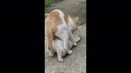 The Behaviour of Two Cute Cats Set Best Position to Make Love