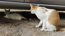 Cats Having Best Time Together With Love