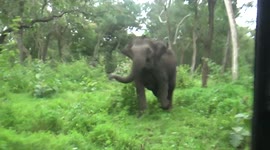 Terrifying moment enraged elephant charges towards safari vehicle in India