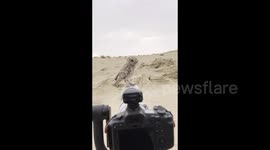 Curious little owl perches on photographer's camera as he set up in Dubai desert