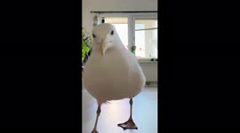 Wild gull strolls into apartment and inspects camera after woman opens door