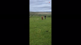 Incredible rescue team frees foal by getting its leg rid of plastic bottle