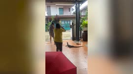 Terrified housewife catches large monitor lizard hiding in her garden