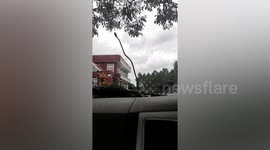 Tree snake falls on passing car and slithers across windshield