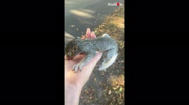 Woman walking her dog rescues injured baby squirrel in Australia