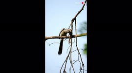 'Rare footage of Indian Grey Hornbill munching on reptile
'