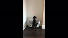 'Dog obnoxiously tries to chase down moving red laser dot on wall
'