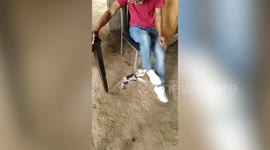 Frisky pet piglet keeps biting owners trouser leg