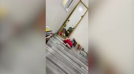 Pet French bully plays with his own reflection in mirror
