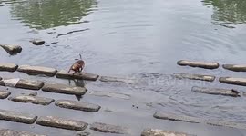 Skillful stray dog catches fish from river in one swipe of its paw
