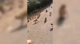 Hungry monkeys beg tourists for food in Burmese national park