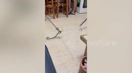 Wild snake darts across family's living room floor under woman's feet