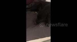 Woman Asks Dog About Poop