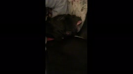 Dog Snores