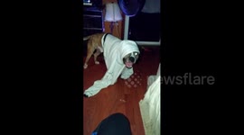 Dog Wears Sweater